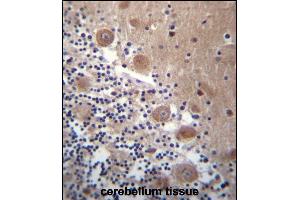 SCHIP1 Antibody (Center) (ABIN656782 and ABIN2846000) immunohistochemistry analysis in formalin fixed and paraffin embedded human cerebellum tissue followed by peroxidase conjugation of the secondary antibody and DAB staining. (SCHIP1 anticorps  (AA 90-118))