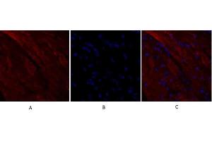 Immunofluorescence analysis of mouse heart tissue.