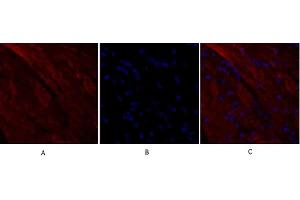 Immunofluorescence analysis of mouse heart tissue. (RANKL anticorps  (AA 10-90))