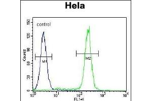 JHDM2b Antibody (C-term) (ABIN655393 and ABIN2844941) flow cytometric analysis of Hela cells (right histogram) compared to a negative control cell (left histogram). (KDM3B anticorps  (C-Term))