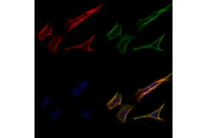 ABIN7093963 and ABIN7098007 staining Hela cells by IF/ICC. (PRRT1 anticorps  (N-Term))
