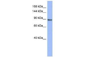 WB Suggested Anti-PML Antibody Titration:  0. (PML anticorps  (Middle Region))