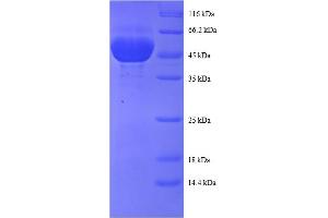 SDS-PAGE (SDS) image for Peroxiredoxin 1 (PRDX1) (AA 1-199), (full length) protein (GST tag) (ABIN5712119)