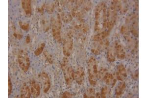 DAB staining on IHC-P; Samples: Mouse Kidney Tissue (SOD1 anticorps  (AA 2-154))
