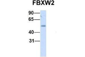 Host:  Rabbit  Target Name:  FBXW2  Sample Type:  Human Fetal Liver  Antibody Dilution:  1.