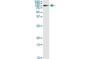 Immunoprecipitation of FBLN1 transfected lysate using anti-FBLN1 monoclonal antibody and Protein A Magnetic Bead , and immunoblotted with FBLN1 MaxPab rabbit polyclonal antibody.