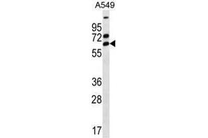 ZNF835 Antibody (N-term) western blot analysis in A549 cell line lysates (35 µg/lane).