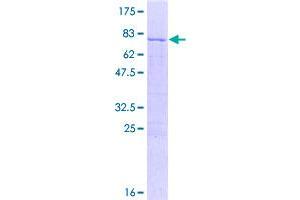 Image no. 1 for Mitochondrial Ribosomal Protein S31 (MRPS31) (AA 1-395) protein (GST tag) (ABIN1311379)