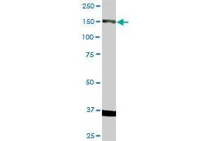 RET MaxPab rabbit polyclonal antibody.