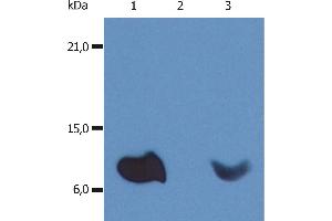 Western Blotting Western Blotting analysis (non-reducing conditions) of whole cell lysate of various cell lines using anti-human β2-microglobulin (B2M-01). (beta-2 Microglobulin anticorps  (Biotin))