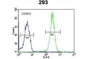 Flow cytometric analysis of 293 cells using LRRC57 Antibody (C-term) Cat. (LRRC57 anticorps  (C-Term))