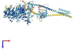 AlphaFold protein structure predicition of Human Recombinant MYO6 Protein, UniprotID Q9UM54