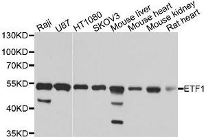 Western blot analysis of extracts of various cell lines, using ETF1 antibody (ABIN1876949) at 1:1000 dilution.