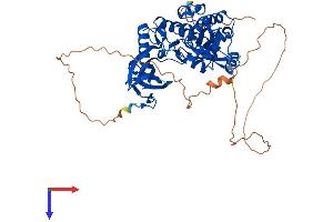 AlphaFold protein structure predicition of Mouse Recombinant Clk2 Protein, UniprotID O35491