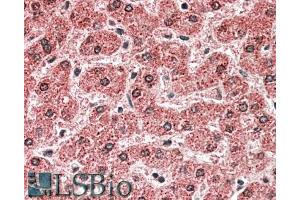 ABIN571250 (5µg/ml) staining of paraffin embedded Human Liver.