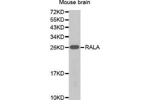 Western Blotting (WB) image for anti-Ras-related Protein Ral-A (rala) (AA 1-206) antibody (ABIN1682465) (rala anticorps  (AA 1-206))