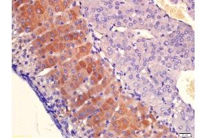 Formalin-fixed and paraffin embedded mouse adrenal gland labeled with Anti-PLAUR Polyclonal Antibody, Unconjugated  at 1:200 followed by conjugation to the secondary antibody and DAB staining.