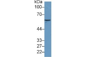 Western Blot; Sample: Human MCF7 cell lysate; Primary Ab: 2µg/ml Mouse Anti-Human HSPD1 Antibody Second Ab: 0. (TNFSF14 anticorps  (AA 62-240))