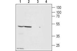 Western blot analysis of PANC-1 (lanes 1 and 3) and Jurkat (lanes 2 and 4) cell lysates: - 1,2. (ZACN anticorps  (Extracellular, N-Term))
