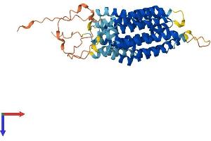 AlphaFold protein structure predicition of Human Recombinant SLC46A2 Protein, UniprotID Q9BY10