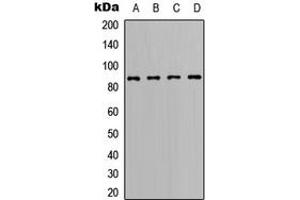 Western blot analysis of BCL6 expression in Ramos (A), A20 (B), Raw264. (BCL6 anticorps  (C-Term))
