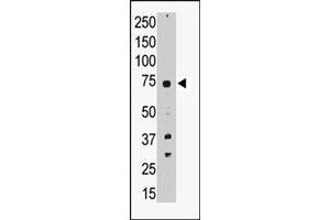 Western blot analysis of PRDM14 polyclonal antibody  in A-549 cell lysate. (PRDM14 anticorps  (N-Term))