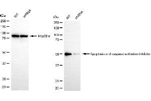 Western blotting analysis using apoptosis and caspase activation inhibitor antibody (ABIN7797634).