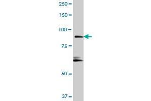 RIN1 MaxPab polyclonal antibody.