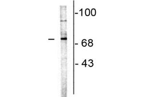 Western Blot of Anti-Choline Acetyltransferase Antibody Western Blot of Goat Anti-Choline Acetyltransferase Antibody. (Choline Acetyltransferase anticorps)