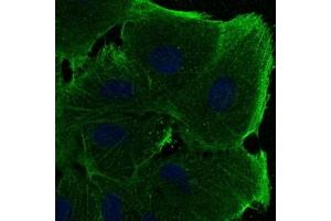 Immunofluorescence (IF) image for anti-Actin, beta (ACTB) (N-Term) antibody (ABIN6254200)