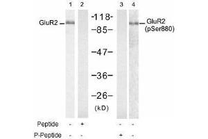 Image no. 1 for anti-Glutamate Receptor, Ionotropic, AMPA 2 (GRIA2) (Ser880) antibody (ABIN197558) (GRIA2 anticorps  (Ser880))