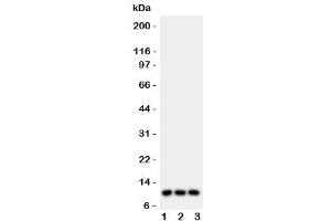 Western blot testing of CCL1 antibody and Lane 1:  U87 (CCL1 anticorps  (AA 24-96))