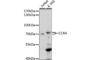 Western blot analysis of extracts of various cell lines, using CCR4 antibody (ABIN7266306) at 1:1000 dilution. (CCR4 anticorps  (AA 1-100))