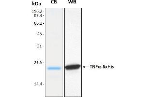 15% SDS-PAGE stained with Coomassie Blue (CB), immunobloting with anti-TNFa (WB) and peptide fingerprinting by MALDI-TOF mass spectrometry