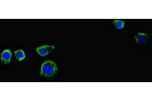 Immunofluorescent analysis of HepG2 cells using ABIN7156809 at dilution of 1:100 and Alexa Fluor 488-congugated AffiniPure Goat Anti-Rabbit IgG(H+L) (Interleukin 17a anticorps  (AA 26-132))