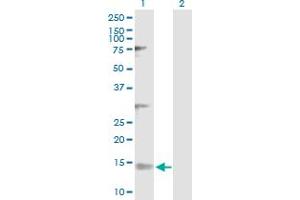 Western Blot analysis of NDUFV3 expression in transfected 293T cell line by NDUFV3 MaxPab polyclonal antibody. (NDUFV3 anticorps  (AA 1-108))