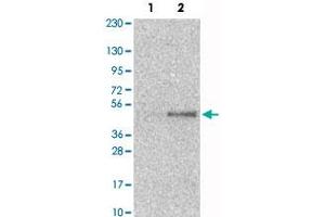 Western Blot analysis of Lane 1: RT-4 and Lane 2: U-251MG sp cell lysates with SAV1 polyclonal antibody . (SAV1 anticorps)