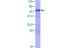 Image no. 1 for Tropomodulin 4 (TMOD4) (AA 1-345) protein (GST tag) (ABIN1323083)