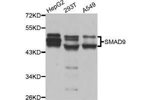 Western blot analysis of extracts of various cell lines, using SMAD9 antibody (ABIN5975592) at 1/1000 dilution. (SMAD9 anticorps)