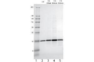 Western Blotting (WB) image for Histone 3 (H3) (Cys110Ala-Mutant) protein (ABIN2669496) (Histone 3 Protein (H3) (Cys110Ala-Mutant))