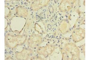 Immunohistochemistry of paraffin-embedded human kidney tissue using ABIN7150898 at dilution of 1:100