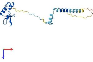AlphaFold protein structure predicition of Human Recombinant RPL24 Protein, UniprotID P83731