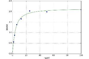Amylase 1, Salivary (AMY1) ELISA Kit