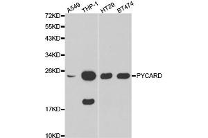 Western blot analysis of extracts of various cell lines, using PYCARD antibody (ABIN5970516). (PYCARD anticorps)