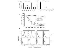 Therapeutic efficacy of anti-human P mAb 19.