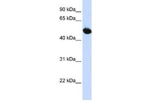 Western Blotting (WB) image for anti-Solute Carrier Family 2 (Facilitated Glucose Transporter), Member 9 (SLC2A9) antibody (ABIN2458775)
