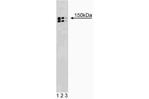 Western blot analysis of p150 [Glued] on a rat cerebrum lysate (left). (Dynactin 1 anticorps  (AA 3-202))
