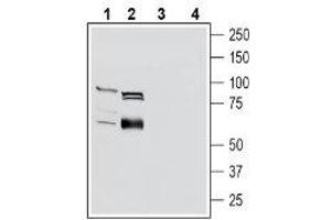 Western blot analysis of mouse kidney lysates (lanes 1 and 3) and rat small intestine lysates (lanes 2 and 4): - 1-2.