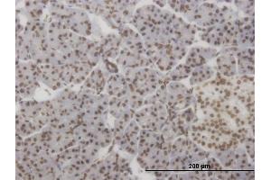 Immunoperoxidase of monoclonal antibody to HMX2 on formalin-fixed paraffin-embedded human pancreas.