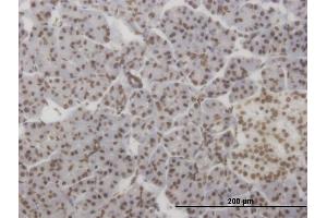 Immunoperoxidase of monoclonal antibody to HMX2 on formalin-fixed paraffin-embedded human pancreas. (HMX2 anticorps  (AA 125-224))